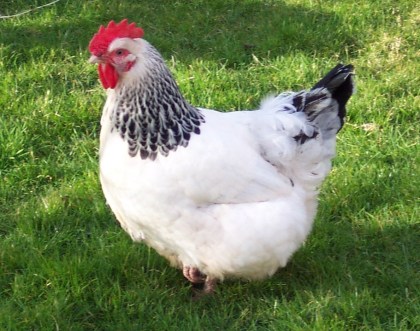 Light Sussex breed hen Light Sussex breed hen