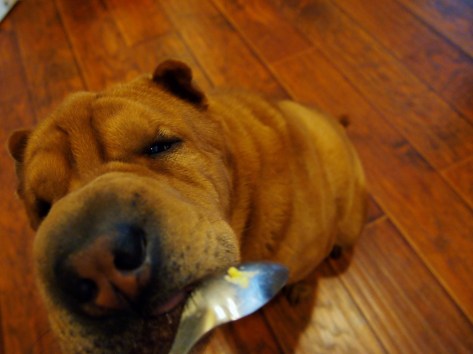 Sharpei Lucy