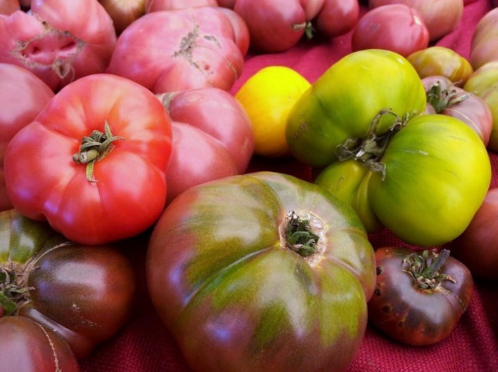 Heirloom Tomatoes (c) 2012 Jennifer Duque