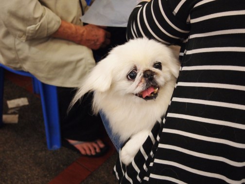 Pekingese Dog Companion at Wo Che Estate Market Food Stalls Sha Tin